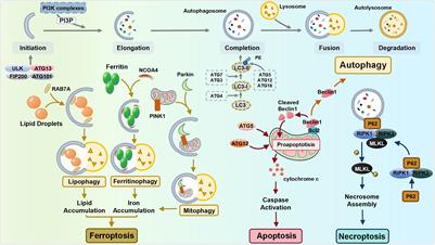 The multifaceted role of autophagy in skin autoimmune disorders: a guardian or culprit?